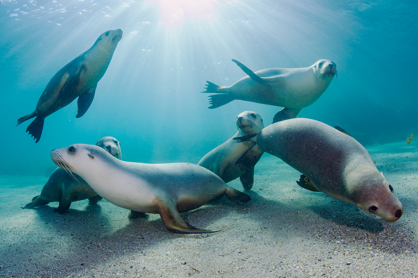 Let's Explore Sharks