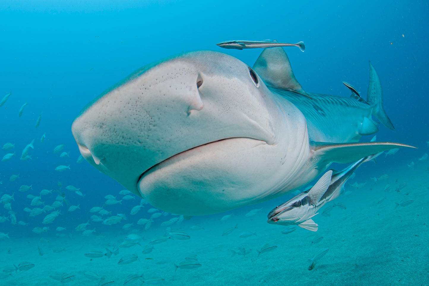 Let's Explore Sharks