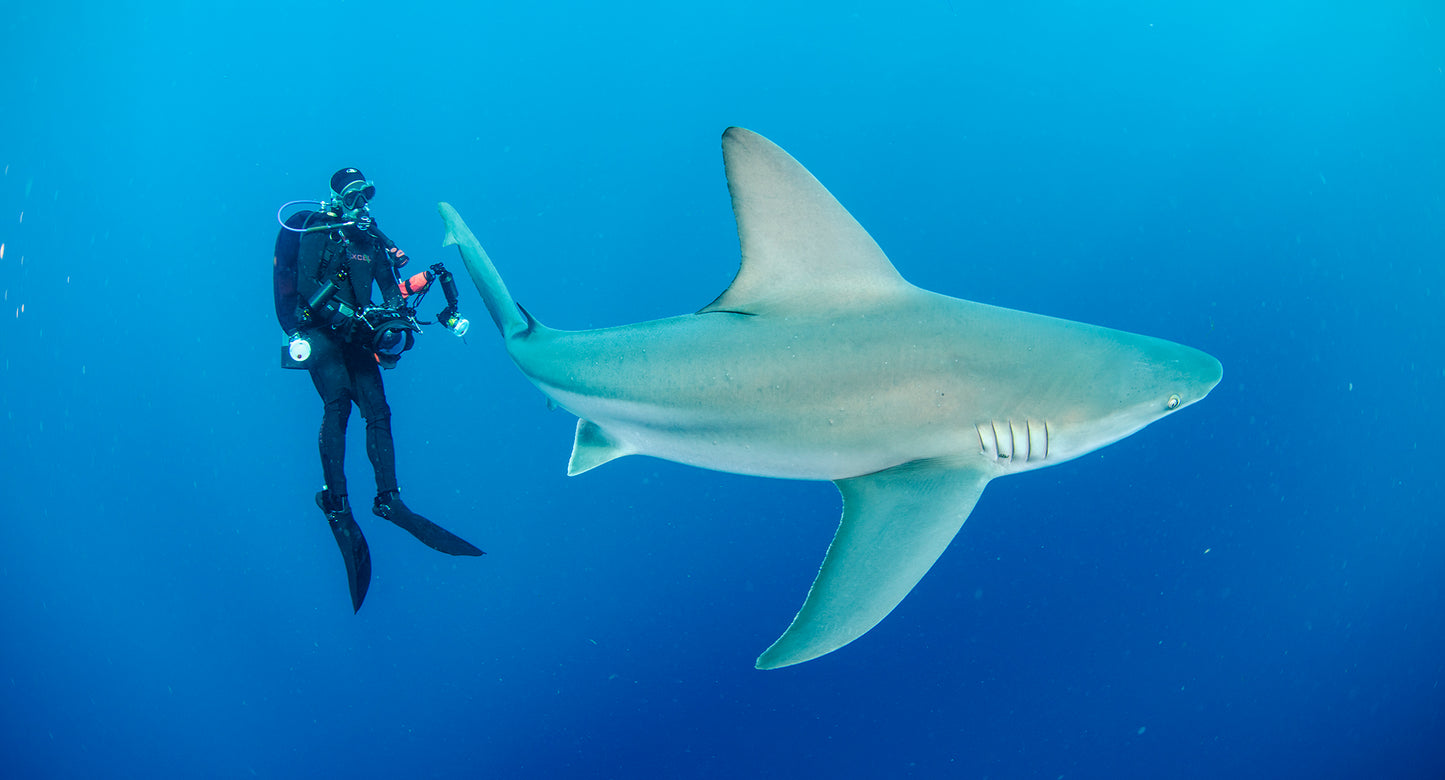 Let's Explore Sharks