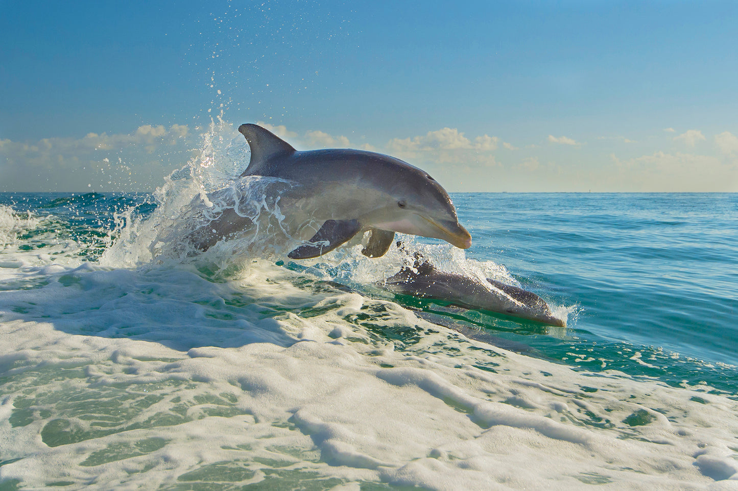 Meet Me Underwater: A Photographic Celebration of Florida’s Aquatic Wonders