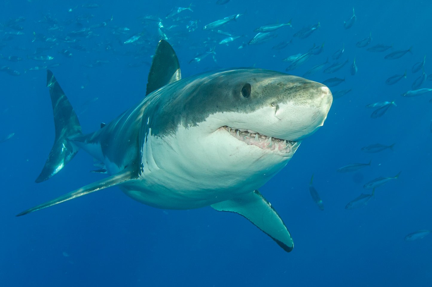 Let's Explore Sharks