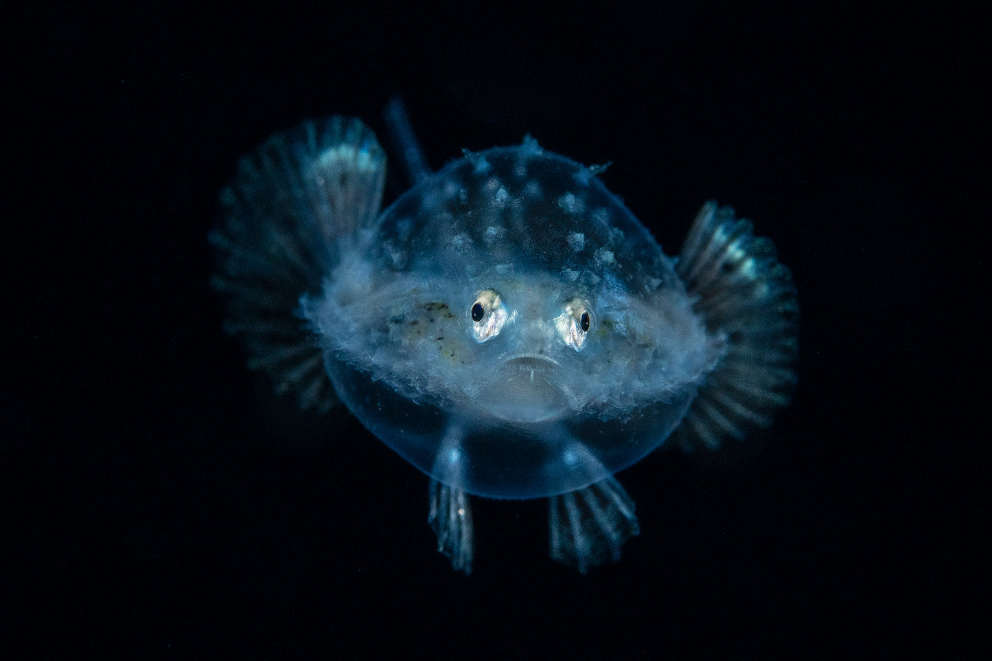 Meet Me Underwater: A Photographic Celebration of Florida’s Aquatic Wonders