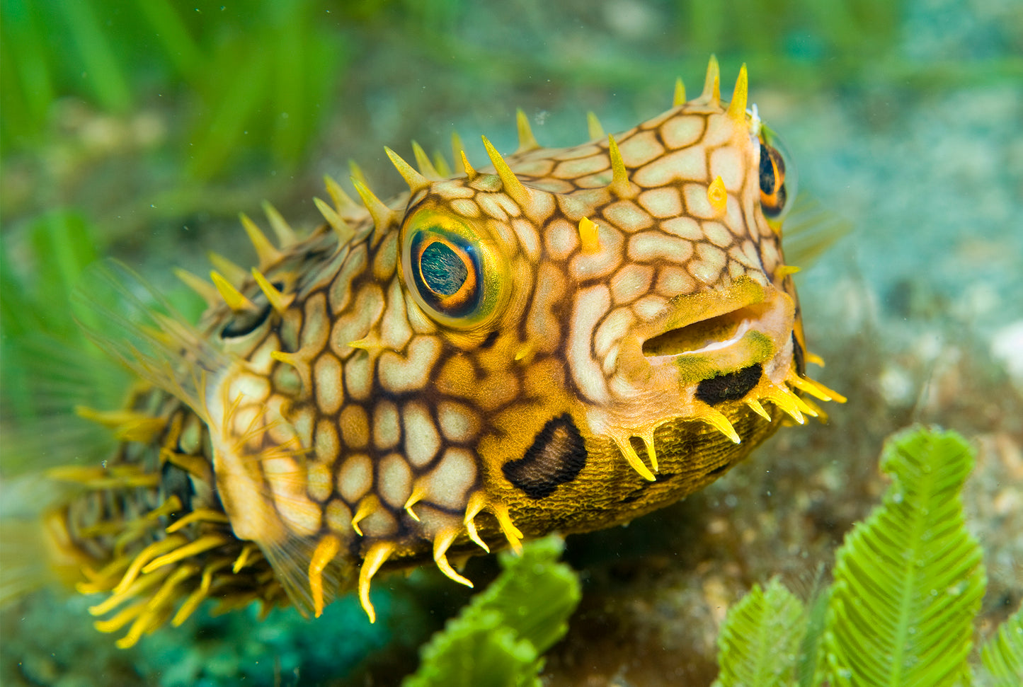Meet Me Underwater: A Photographic Celebration of Florida’s Aquatic Wonders