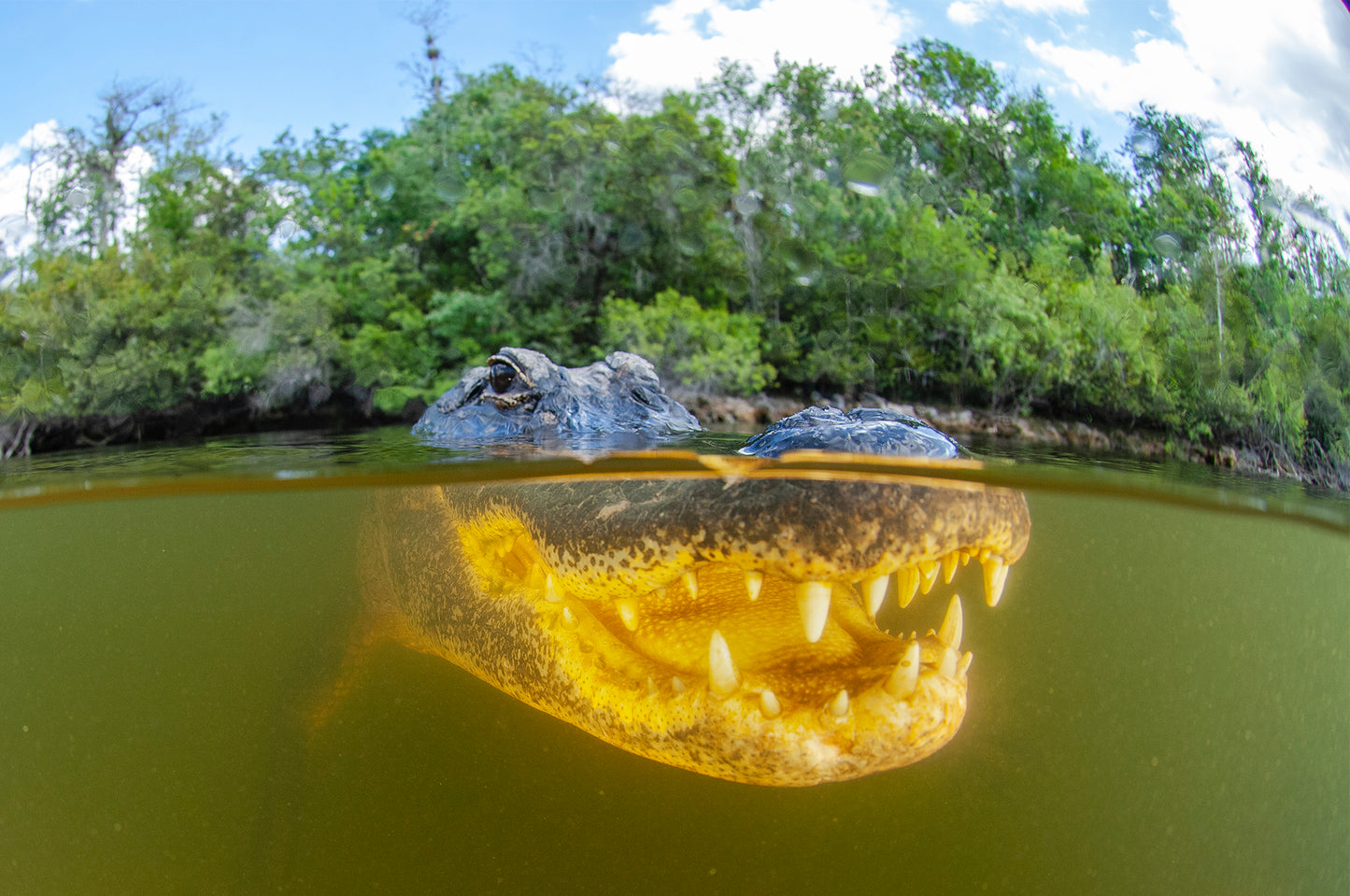 Meet Me Underwater: A Photographic Celebration of Florida’s Aquatic Wonders