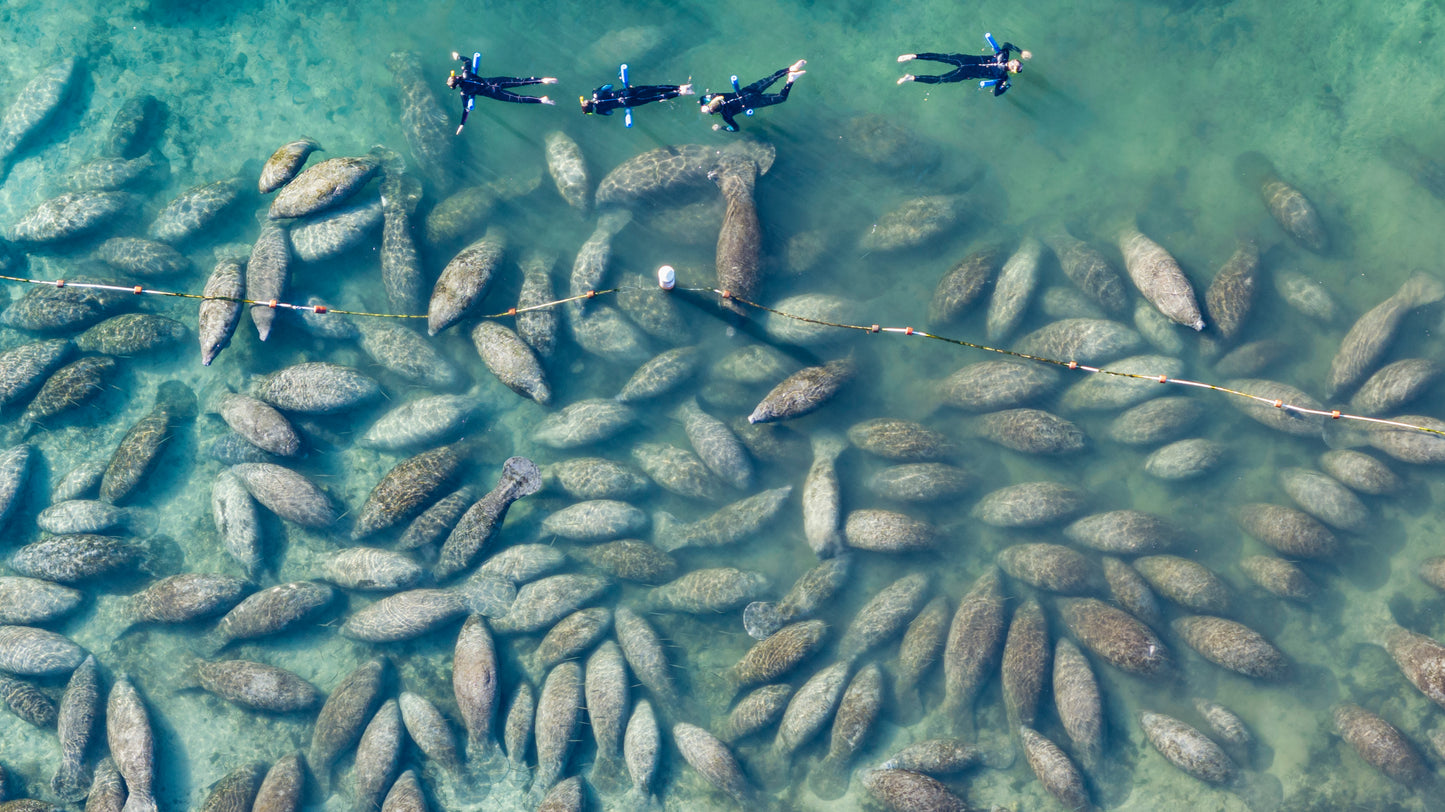 Let's Explore Manatees
