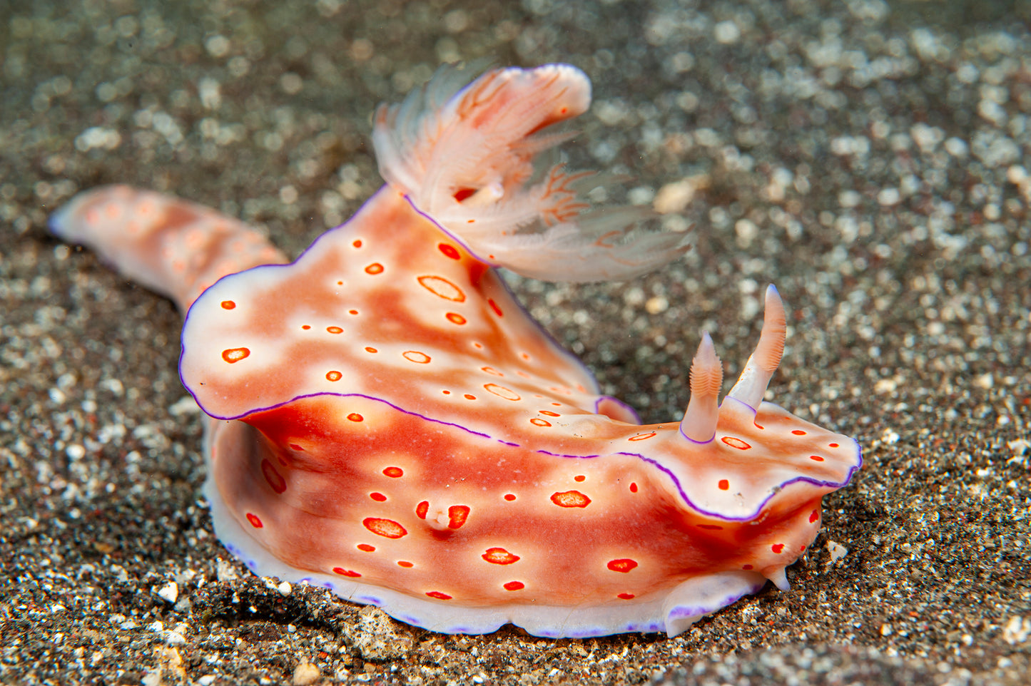 Let's Explore Coral Reefs