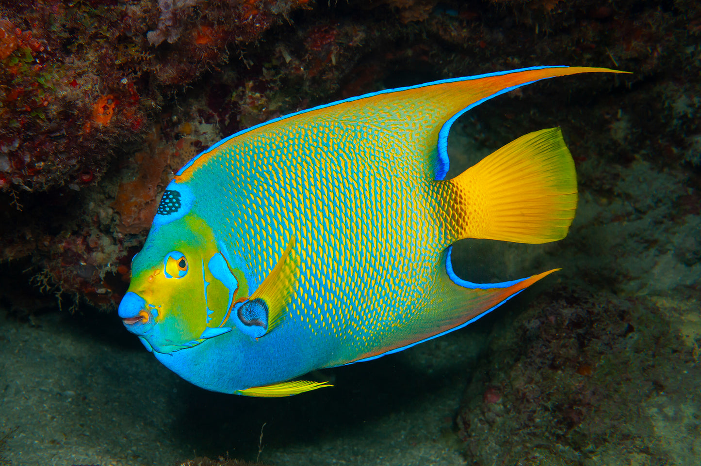 Let's Explore Coral Reefs