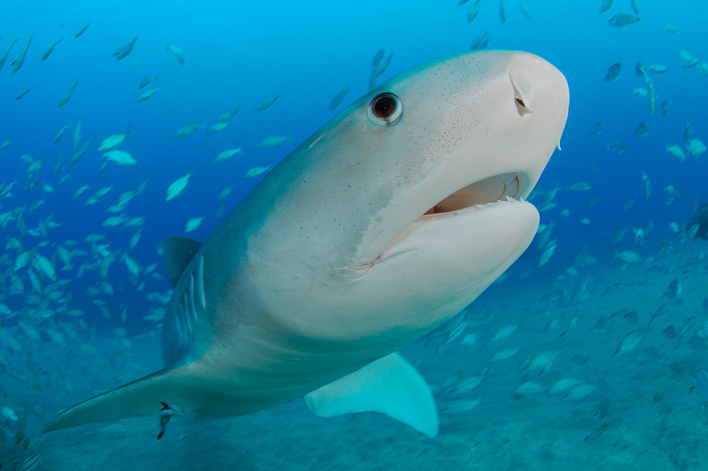 Let's Explore Coral Reefs