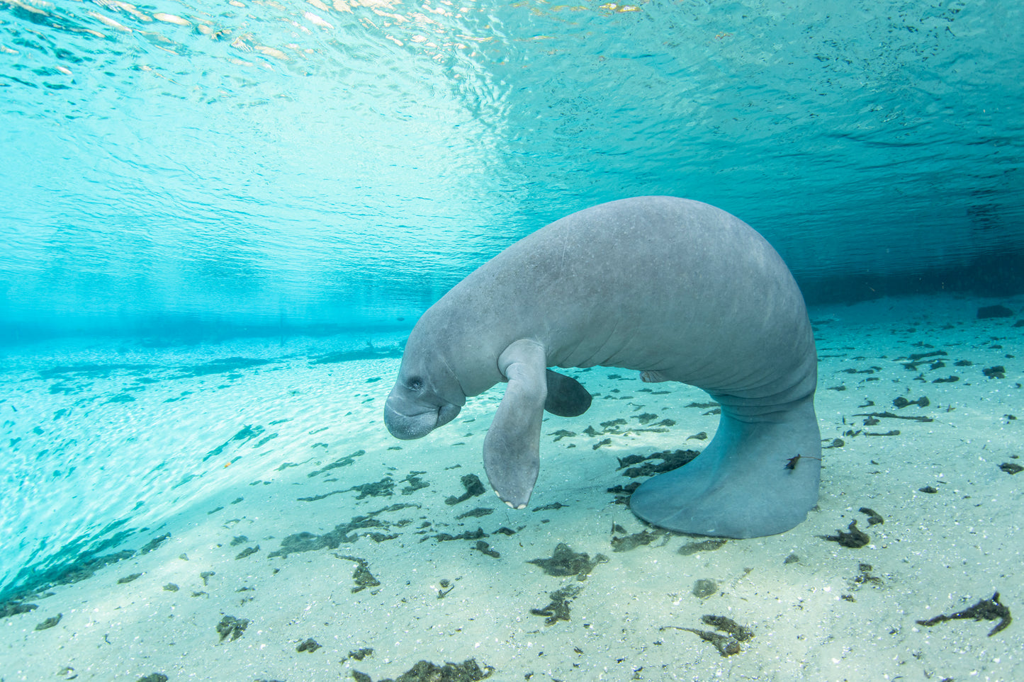 Let's Explore Manatees