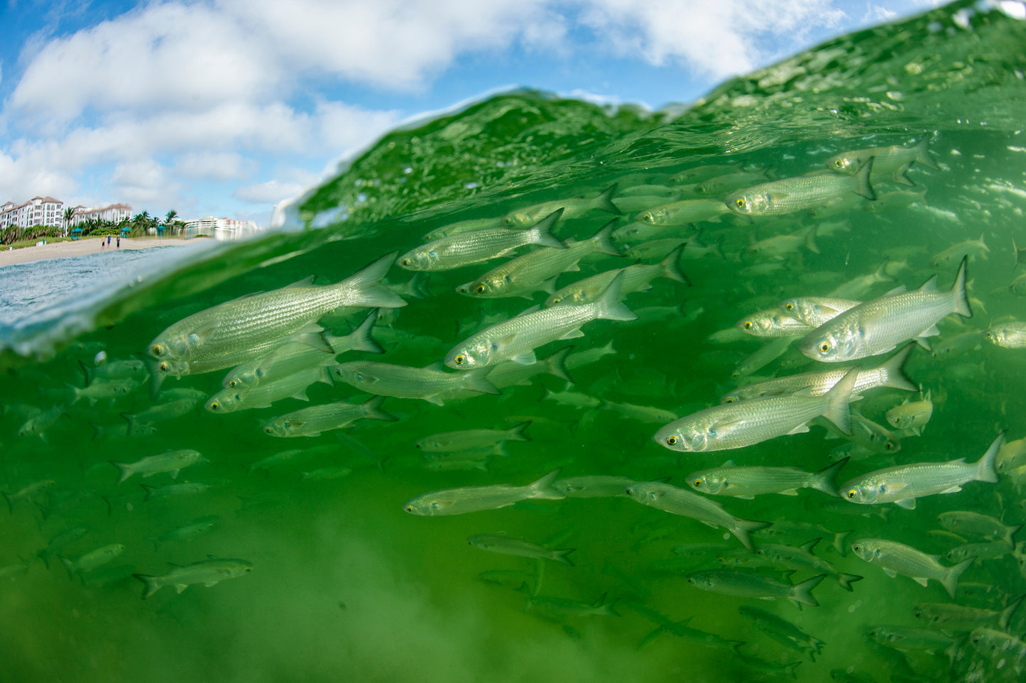 Meet Me Underwater: A Photographic Celebration of Florida’s Aquatic Wonders