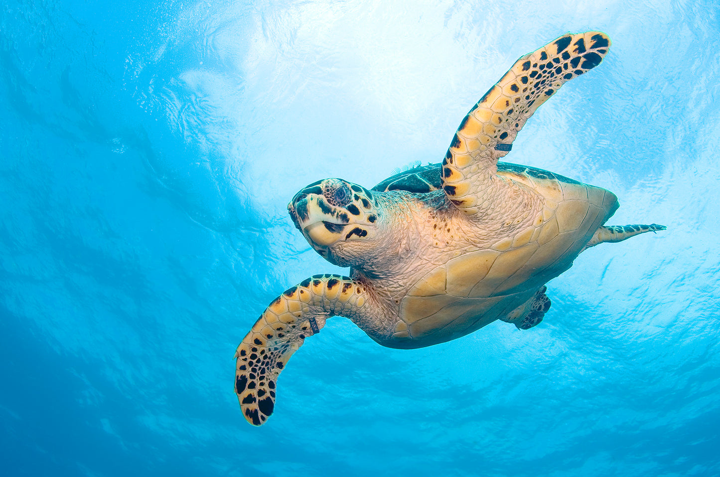 Let's Explore Sea Turtles