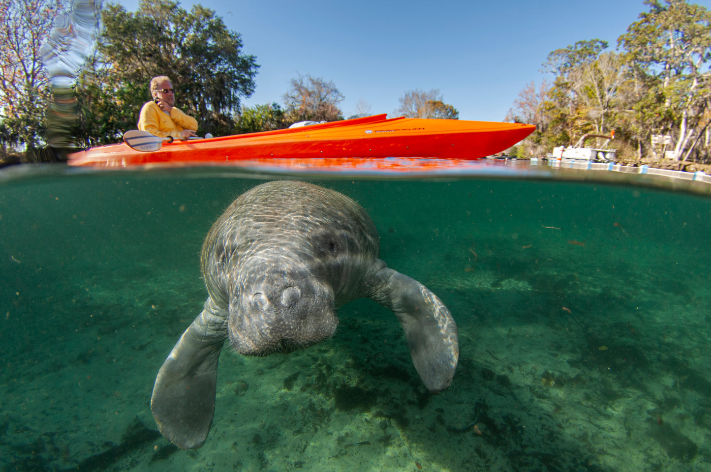 Let's Explore Manatees