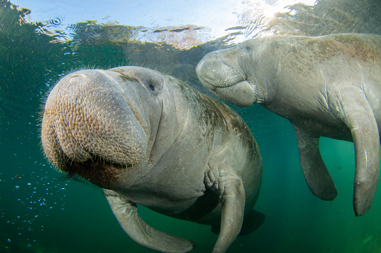 Let's Explore Manatees