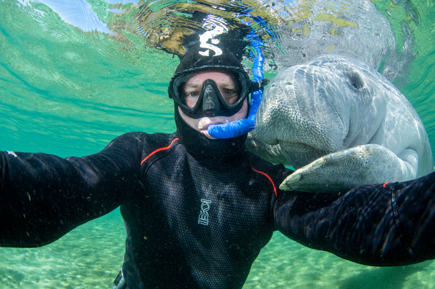 Let's Explore Manatees
